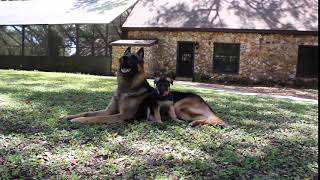 Video preview image #1 German Shepherd Dog Puppy For Sale in OCALA, FL, USA