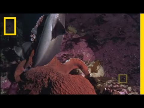 Octopus Kills Shark | National Geographic