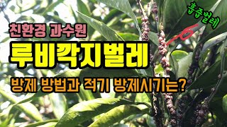 친환경과수원 깍지벌레류의 피해와 루비깍지의 방제 방법 꿀팁! 적기 방제 시기