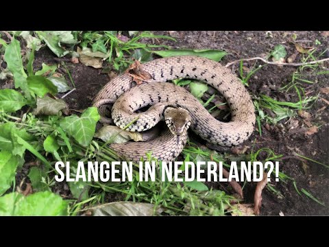 I find ALL the snakes in the Netherlands! Grass snakes, adders, and smooth snakes!