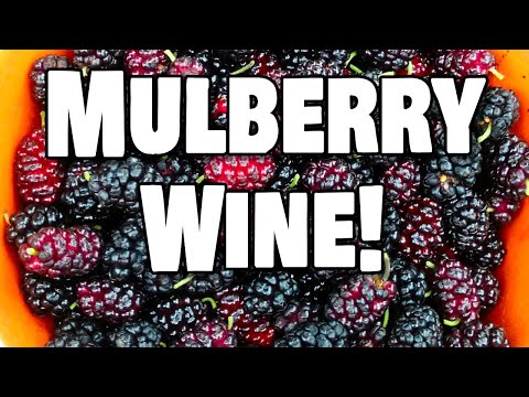 Let's Make Mulberry Wine with Whole Fruit from our Backyard