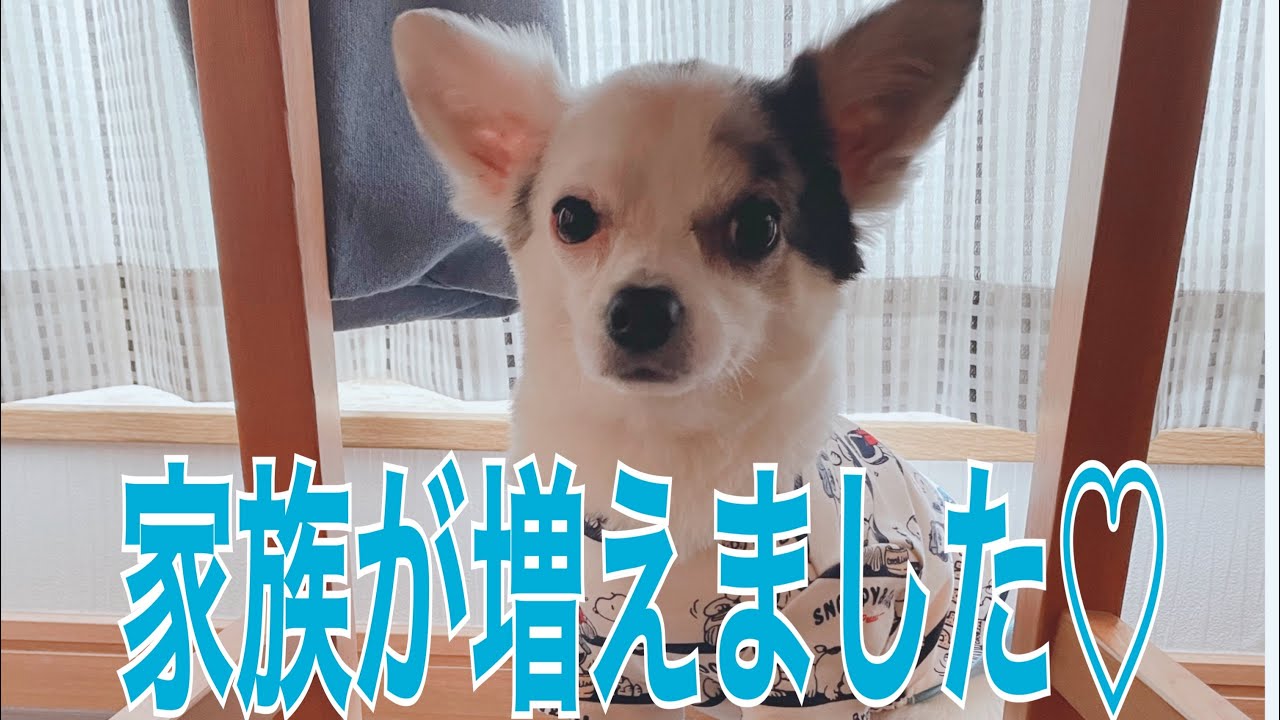 【ご報告】新しい家族が増えました♡ 【チワワ】