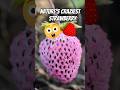 5 Weird Strawberries You Won’t Believe Are Real!