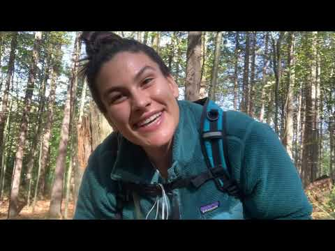 Resinous Polypore Mushroom Foraging (Ischoderma Resinosum)