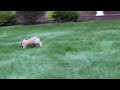 French Bulldog dogs for sale: Butterscotch - Video 1