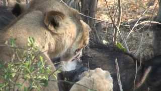 preview picture of video 'Lion Hunts and Kills Buffalo in the Bush (Botswana, Linyanti Bush Camp, 2010)'