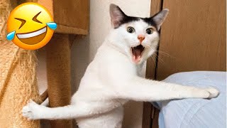 Funniest Cats And Dogs Videos 😁 - Best Funny Animal Videos 2023 🥰 #19