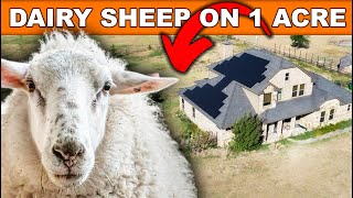 RAISING 6 DAIRY SHEEP ON 1.5 ACRES | HOMESTEAD Small Farming on Pasture Small Scale Milking sheep