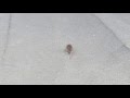 Napadnutý Potkanom Rats Attack