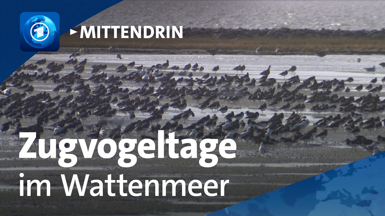 Dorum: Naturschauspiel an der Nordseeküste | tagesthemen mittendrin