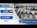 How To Export Seafood Fish How To Export Seafood Fish Export Business