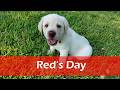 Labrador Retriever dogs for sale: Red - AKC English Lab - Video 1