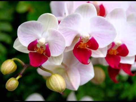 Programa Neusa Bighetti exibido no dia 07/06/2015 - Galeria das Flores