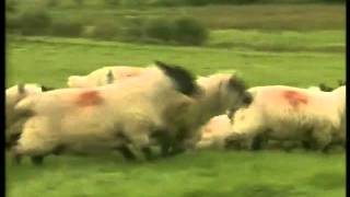 Foster And Allan   Maggie