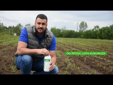 Zastita kukuruza od korova, Galenika Fitofarmacija - U nasem ataru 792