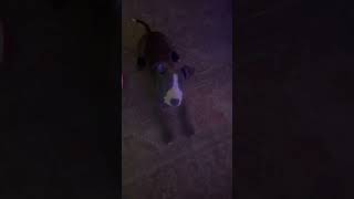 Video preview image #1 American Staffordshire Terrier-Unknown Mix Puppy For Sale in Holly Springs, NC, USA