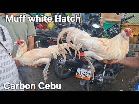 Ep149 SUPER BULICK 7K/ CARBON CEBU
