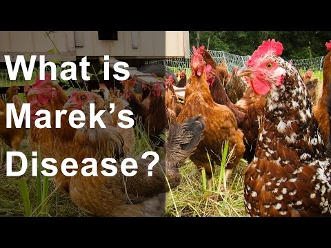 , title : 'What is Marek's Disease? Should you be worried?'