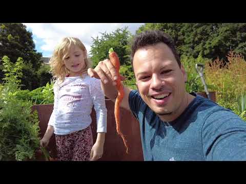 Hochbeet Möhren Ernte für Wintergemüse