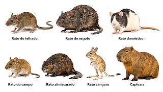 Todos Tipos de Ratos e Suas Doenças Explicados em 8 Minutos