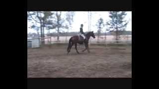 practicing show jumping