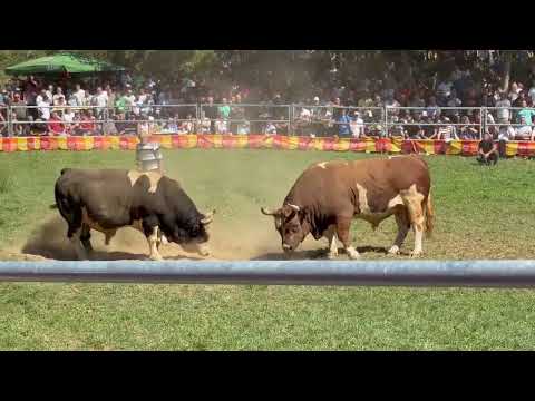 PERAN(Vl.Benito)&TARZO(Vl.Blažević)