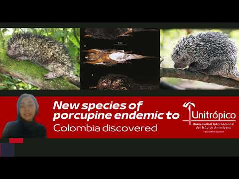 New species of porcupine endemic to Colombia discovered