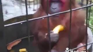 preview picture of video 'ketika monyet di olok-olok dan apa yang terjadi??'