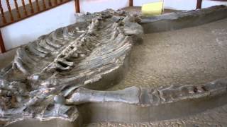 preview picture of video 'Fósil de Cronosaurio gigante cerca de Villa de Leyva'