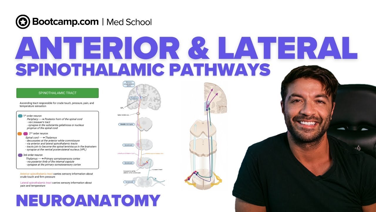Anterior and Lateral Spinothalamic Pathways | Overview of Pain, Temperature & Touch Sensation