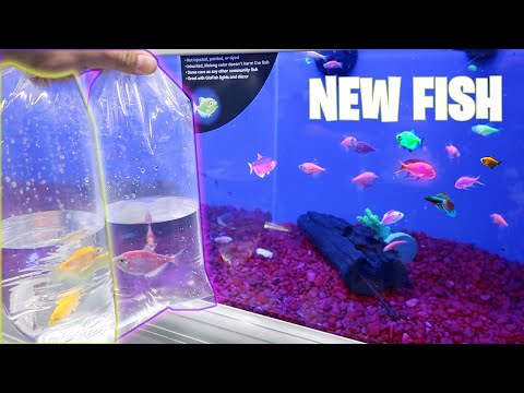 BUYING *COLORFUL* GloFish for My 60 GALLON FISH AQUARIUM!