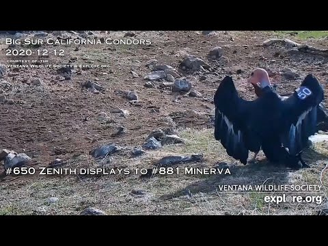 Big Sur Condors🐦#650 Zenith Displays To #881 Minerva😊Explore.org 2020-12-12