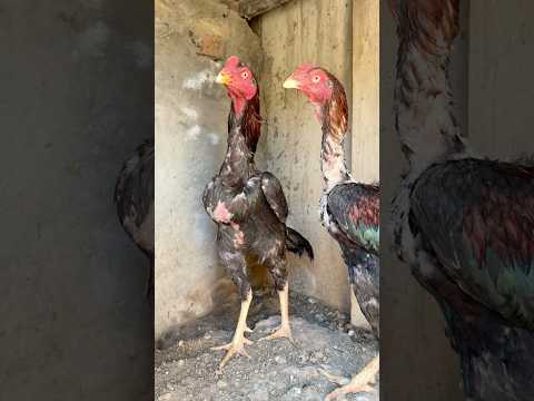 Lakha Aseel Murga 😮 | #aseel #asil #aseelmurga #aseelshorts #trendingshorts #rooster #aseellovers
