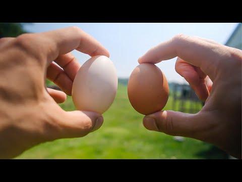 Ducks or Chickens: The Ultimate Homestead Animal?