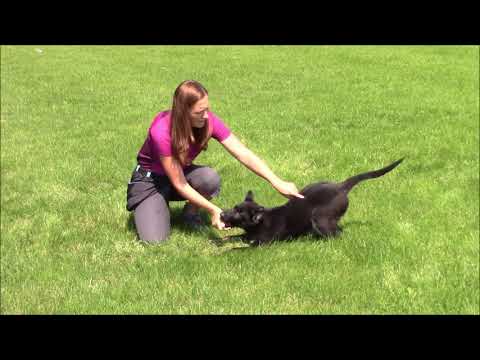 Yanosch z Jukasu - obedience - 3 months