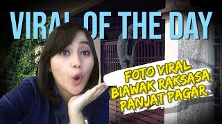 VIRAL OF THE DAY - Foto Viral Biawak Raksasa Panjat Pagar Rumah