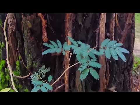 Paseando por la costa del Arroyo Tacuarembó Chico en Paso del Bote 24/04/2026