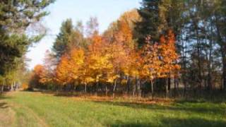 Rotersand. Almost Violent.