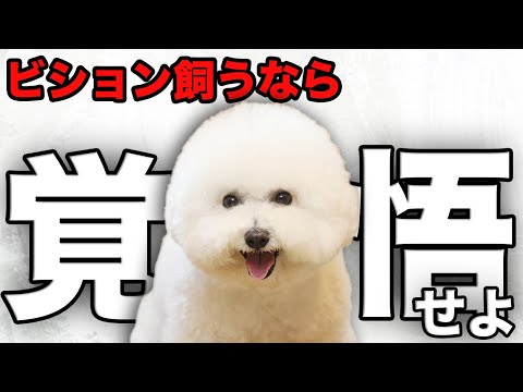 ビションフリーゼ