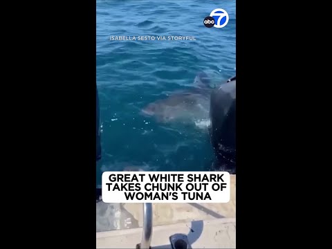 Great white shark takes a chunk out of woman's tuna