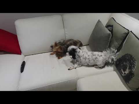 Vera the maltese shih tzu and Minnie the yorkie playing on couch