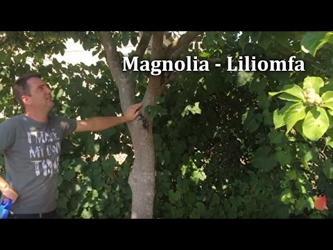 Magnolia fa - Liliomfa