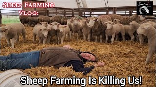 Surviving Lambing Season: A Day in the Life of Sheep Farmers