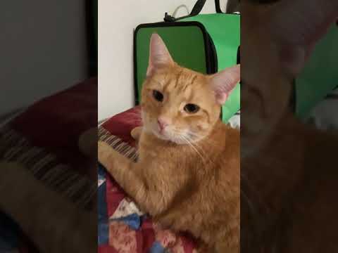 Konrad and Madison my cats