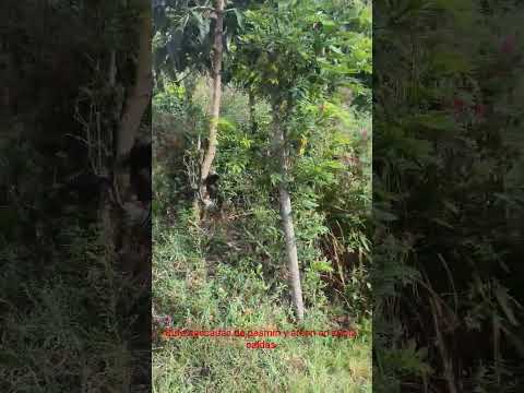 cascadas de pasmin y arcon en supia caldas un atractivo turístico gratis como nos gusta#travel