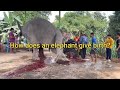 How Does An Elephant Give Birth Newborn Baby Elephant