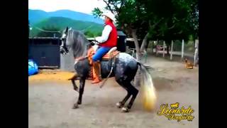 Mi Amiga La Muerte - Alta Consigna (Caballo bailador) (2017)