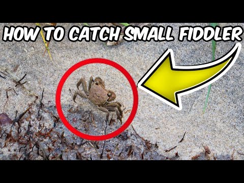 How to Catch Fiddler Crabs: Easy Guide for Bait and Fishing Success!