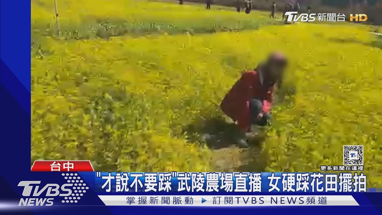 「才說不要踩」武陵農場直播 女硬踩花田擺拍