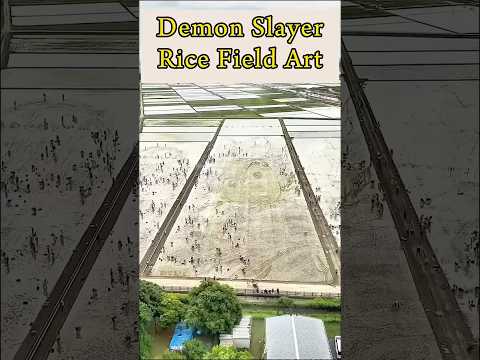 No AI🚫 - 🇯🇵 Tanjiro Rice Field Art Behind the Scenes Demon Slayer #demonslayer #鬼滅の刃